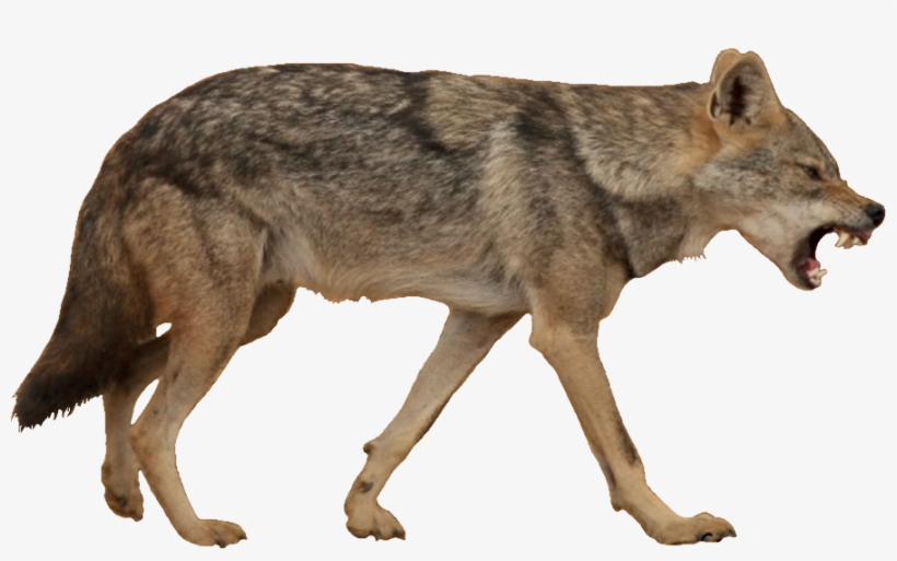 Golden Jackal White Background, transparent png #3387888