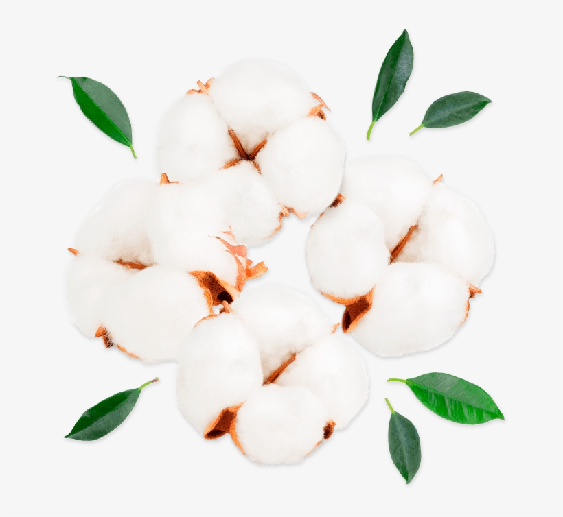 Cotton - Car, transparent png #3387915