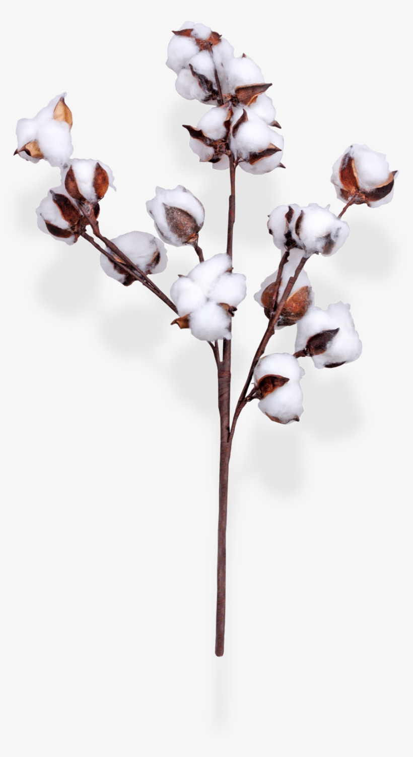 Cotton Spray 30 1 Copy - Twig, transparent png #3387973