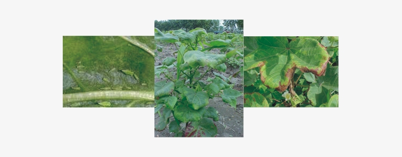 Jassids - Jassids Damage In Cotton, transparent png #3387999
