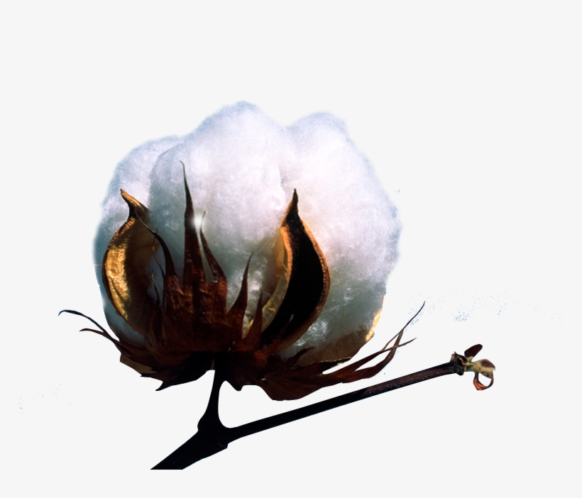 Machines Form Harvested Cotton Into Round Or Rectangular - Infographic, transparent png #3388505