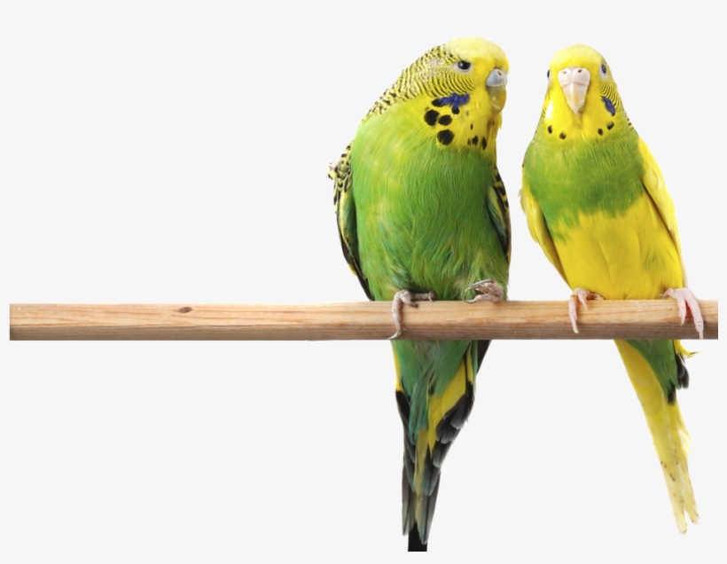 Food Selections - Budgerigars Birds, transparent png #3388722