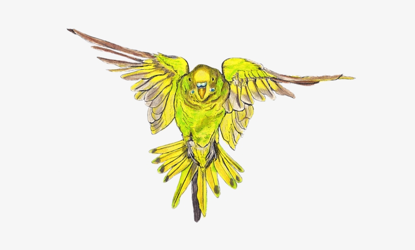 Bleed Area May Not Be Visible - Flying Budgie, transparent png #3388764