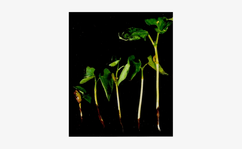 Seedlings Infected With R - Tree, transparent png #3388832