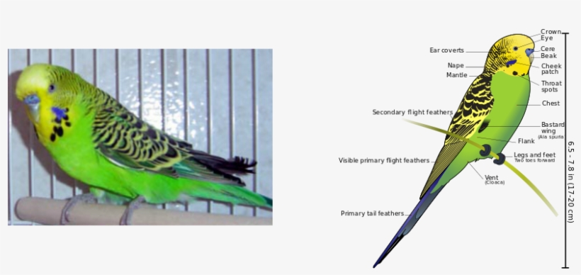 The Budgie Diet - Green Budgies, transparent png #3388853