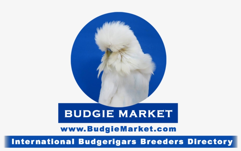 Budgie Market - Budgerigar, transparent png #3389007