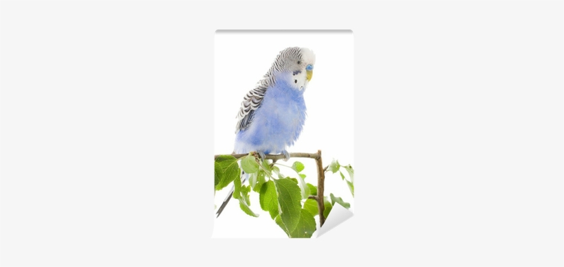 Budgerigar, transparent png #3389009