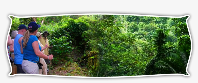 Historical Trail And Rainforest Hike Nevis - Saint Kitts And Nevis, transparent png #3389077