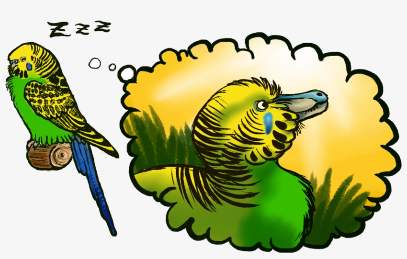 Bandits Never Owned Budgies - Vagabond Shoemakers, transparent png #3389189