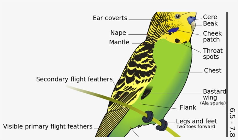 Çekoslavak Muhabbet Kuşu Özellikleri, transparent png #3389221