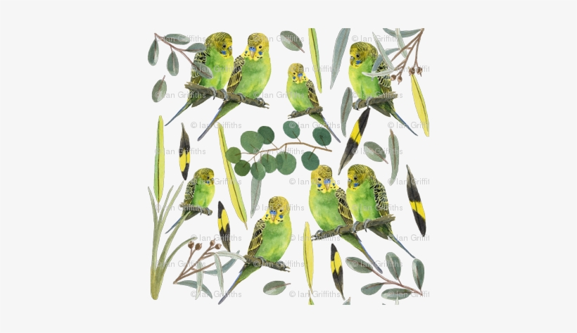 Budgies - Parrot, transparent png #3389262