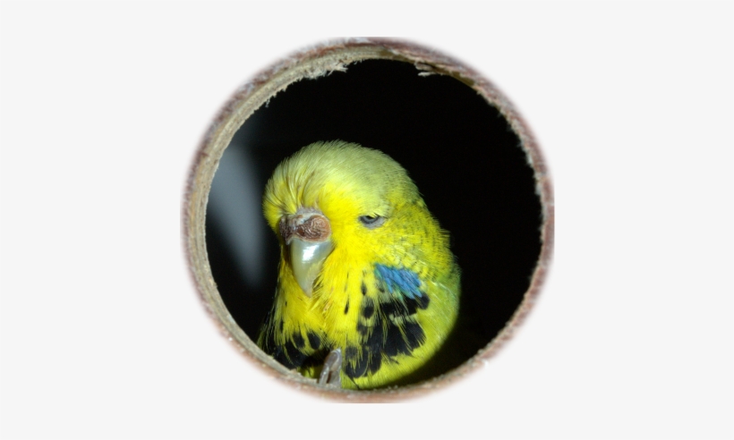 Or Email Us By Clicking Here - Budgie, transparent png #3389336