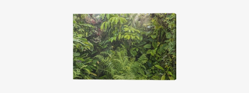 Green Tropical Background Rainforest Canvas Print • - Eheim Desert Sand Namibia Para Terrarios 2.5 Kg, transparent png #3389460