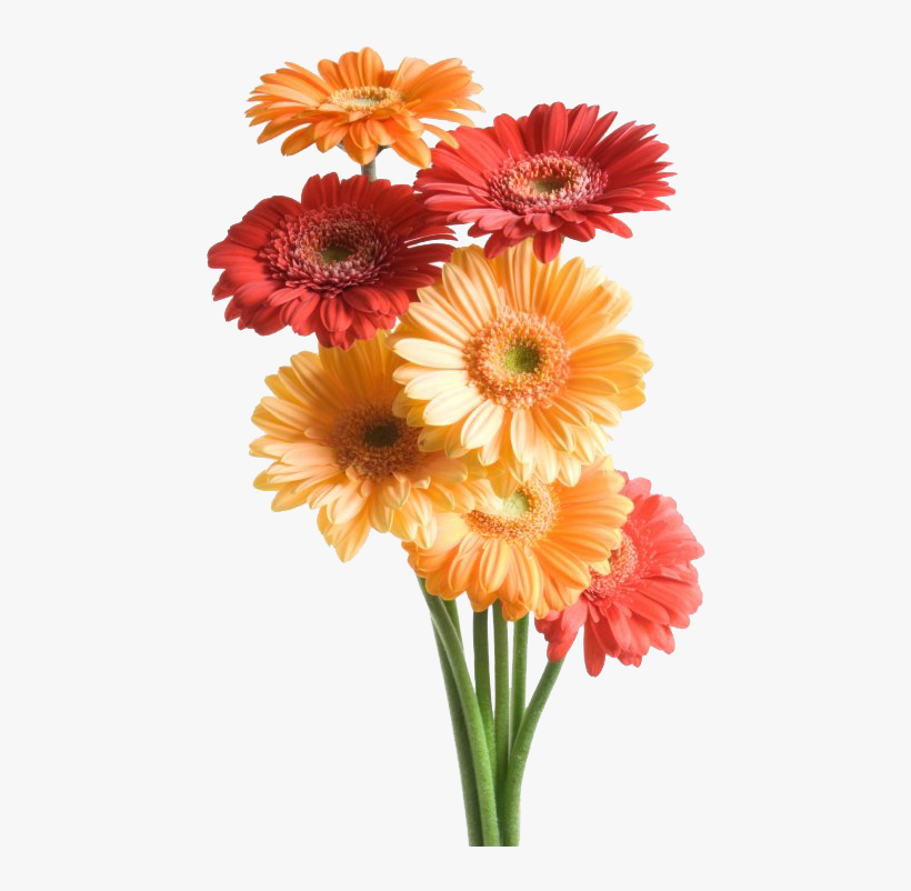 Gerbera Flowers Images Png, transparent png #3391723