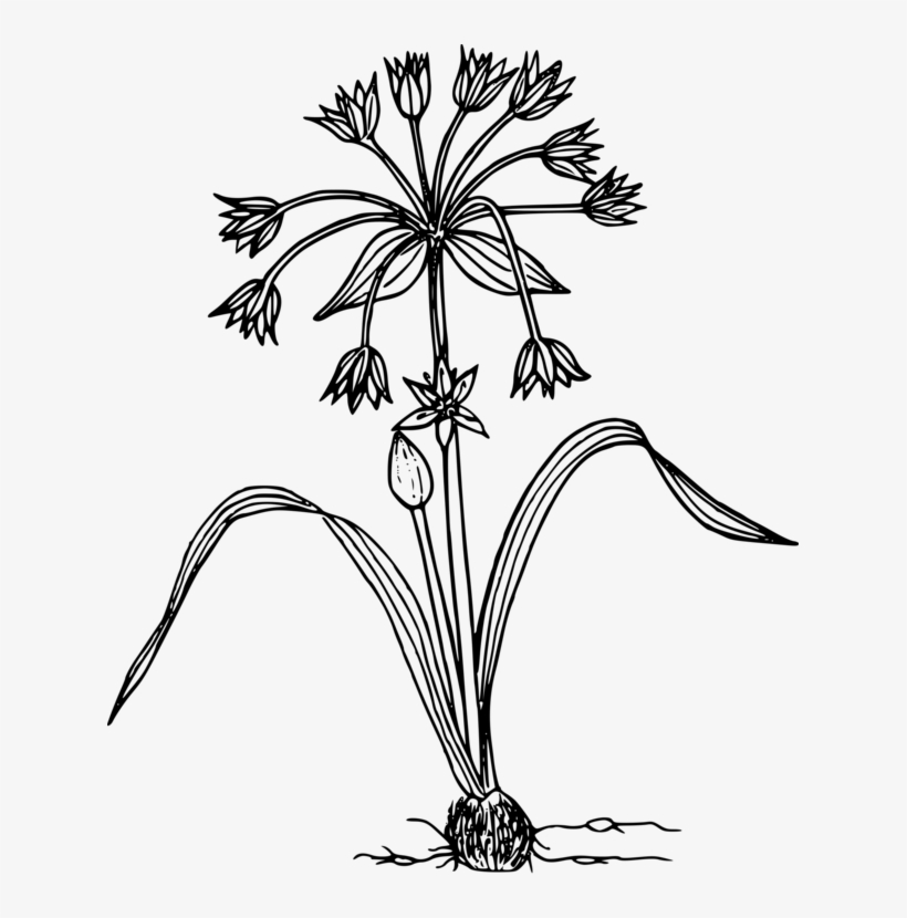 Black And White Wildflower Flora Plants - Plants In The Wild Black And White Clipart, transparent png #3391726