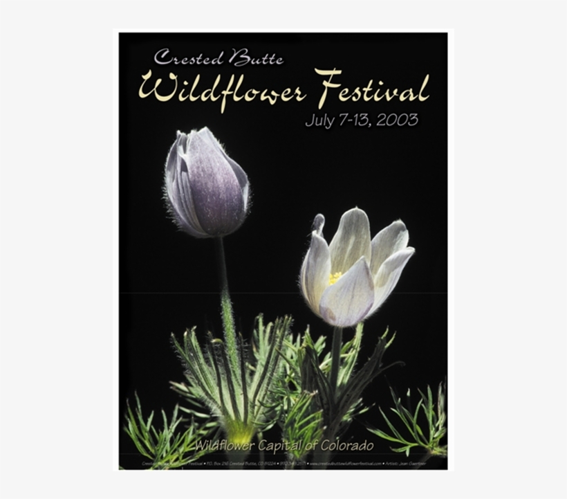 Wildflower, transparent png #3391833