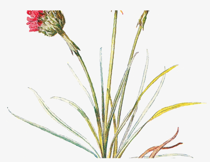 Wildflower Clipart Botanical Illustration - Clip Art, transparent png #3391857