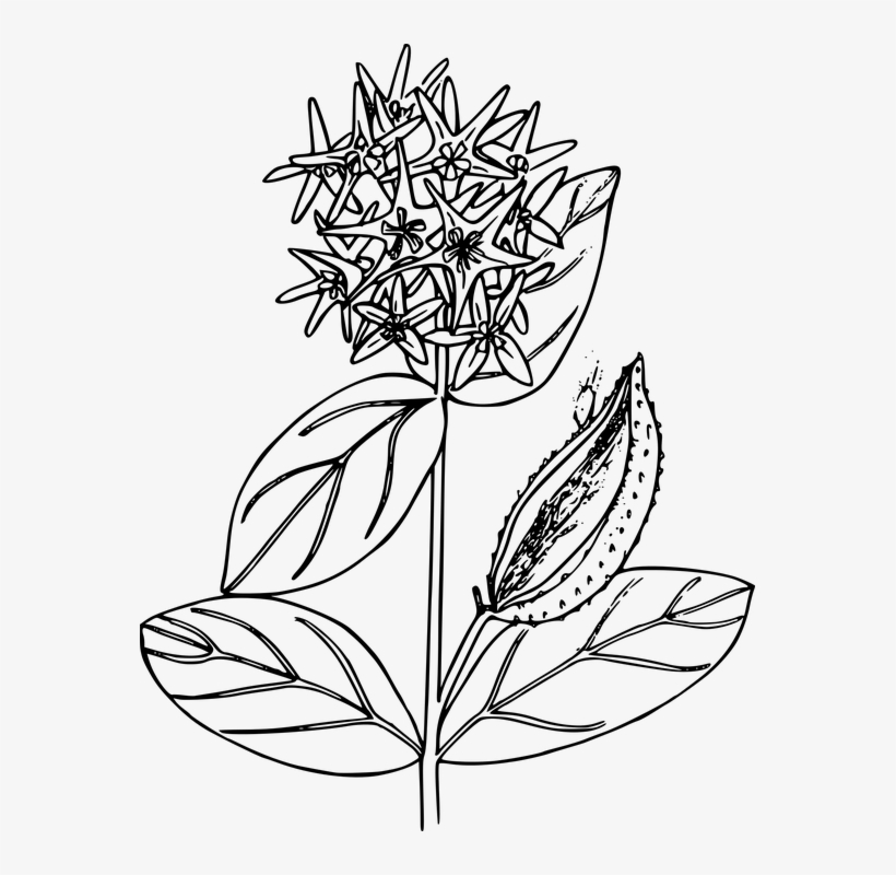 Flower, Plant, Wild, Wildflower - Milkweed Black And White, transparent png #3391881