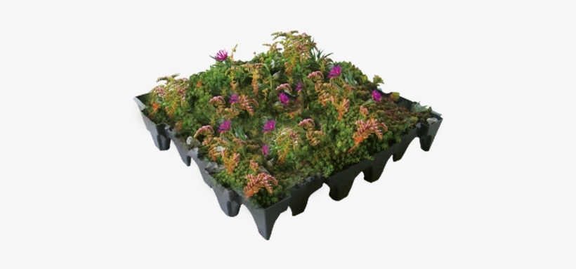 Green Roof Module - Moss And Wildflower Roof, transparent png #3391985