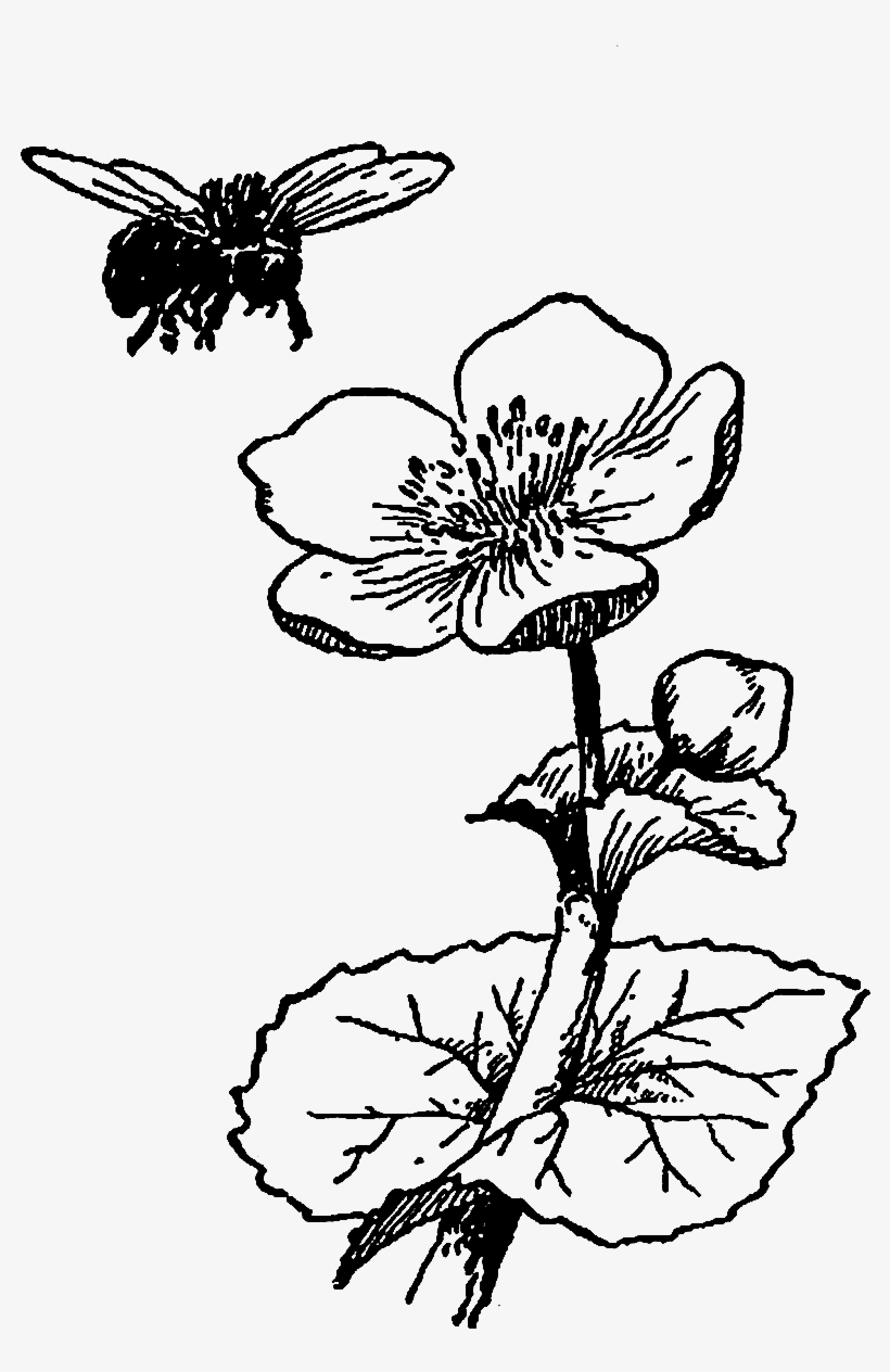 Digital Wildflower Downloads - Flower And Bee Illustration, transparent png #3391992