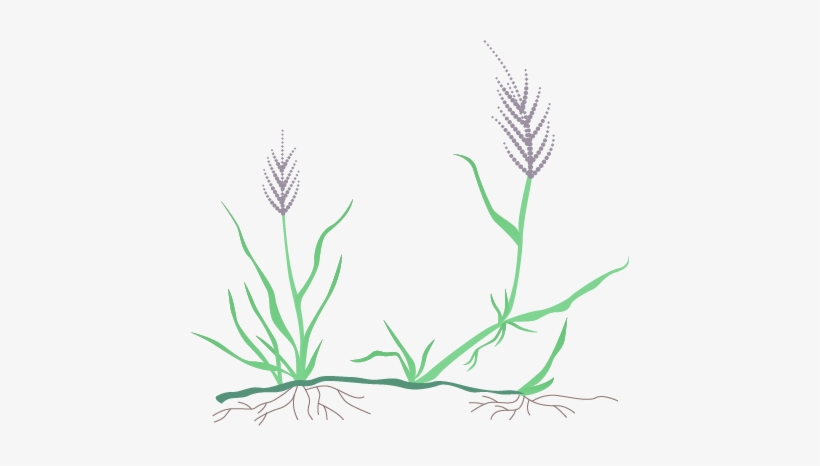 Some Facts About Buffalo Grass - Purple Needle Grass Png, transparent png #3392995