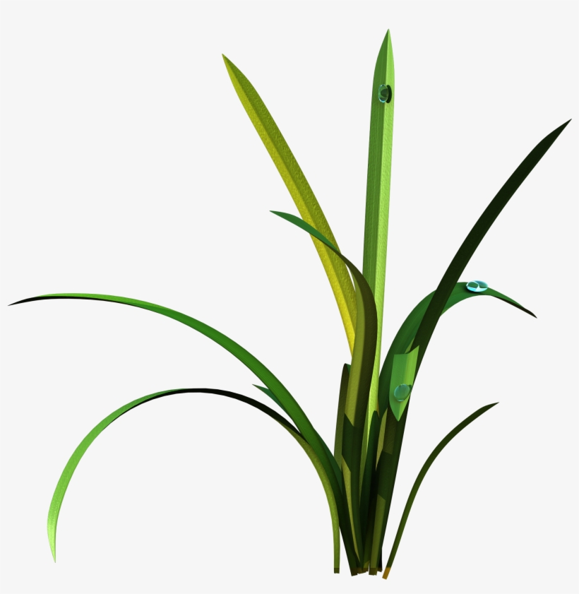 010 Preview10 - Grass, transparent png #3393099