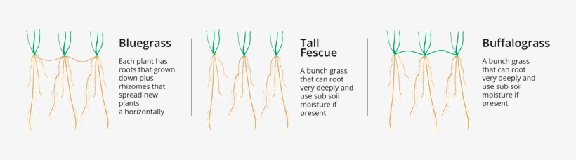 Tall Fescue - Buffalo Grass Roots, transparent png #3393244
