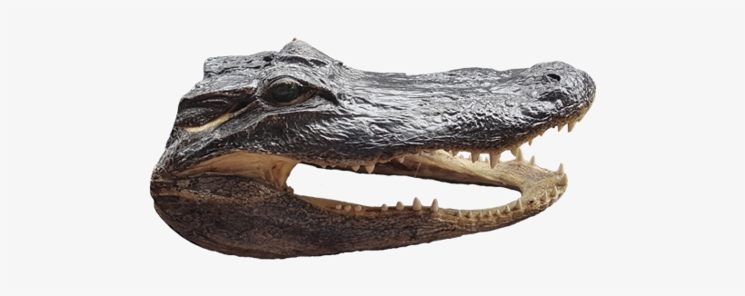 Gator Head - Buzzard Billy's, transparent png #3393481