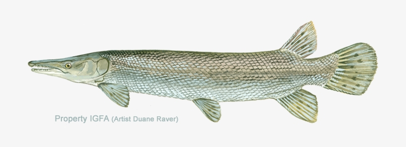 Alligator Gar, transparent png #3393851