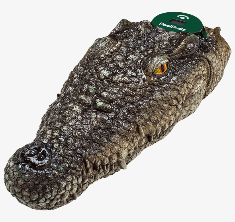 $99 - Nile Crocodile, transparent png #3394040