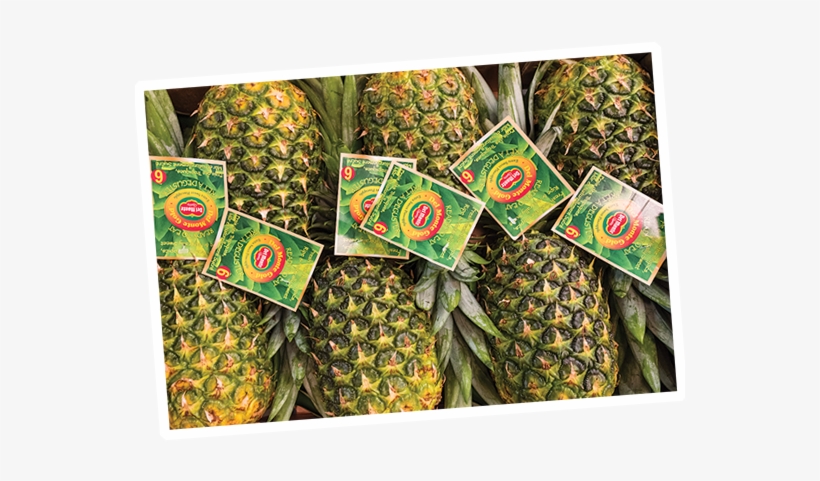 Pineapple Gold - Costa Rica Pineapple Brands, transparent png #3399629