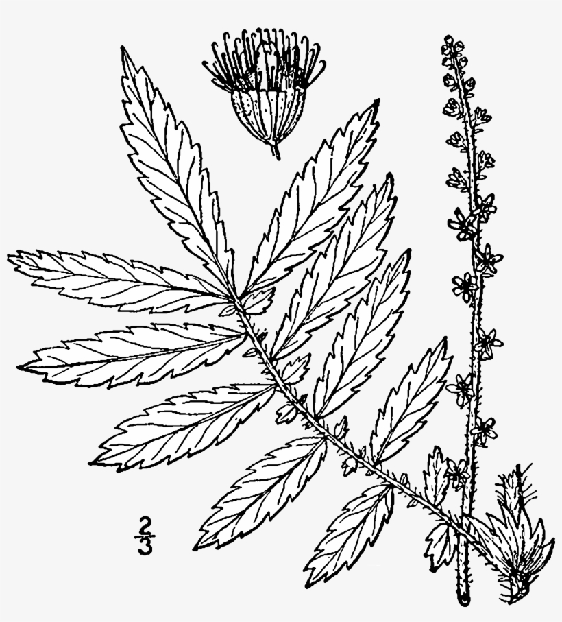 Agrimonia Parviflora Drawing - Agrimonia Parviflora, transparent png #3399975