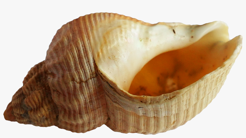 Free Png Seashell Png Images Transparent - Seashell Png, transparent png #340668