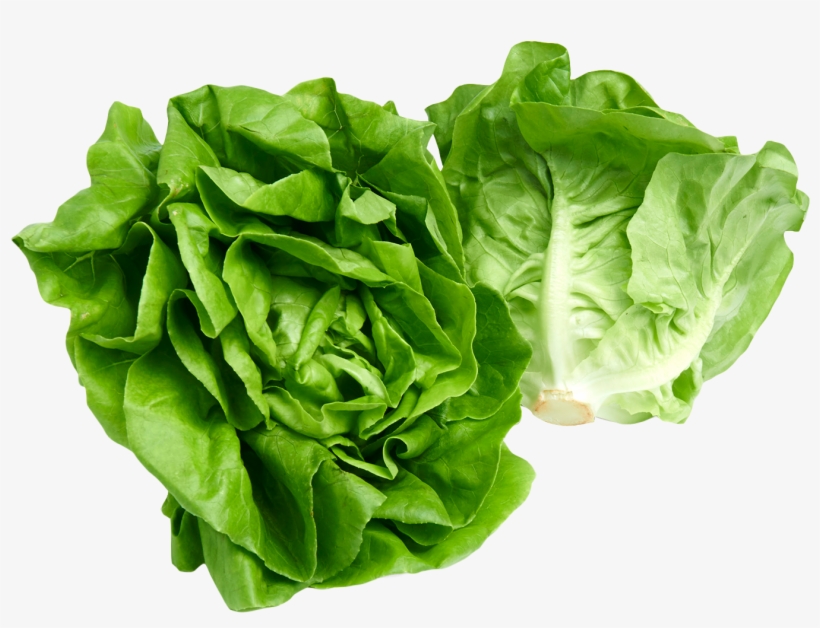 Butterhead Lettuce Png Image - Lettuce Png, transparent png #340670