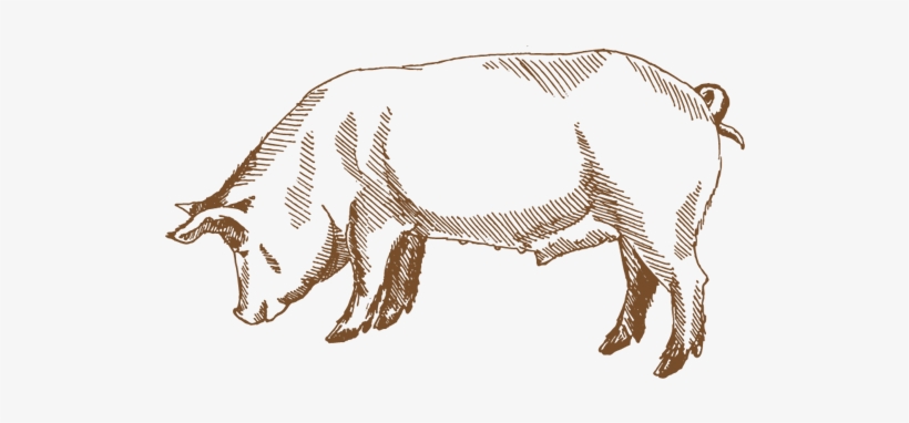 Duroc Pig Drawing - Pork Sketch, transparent png #340850