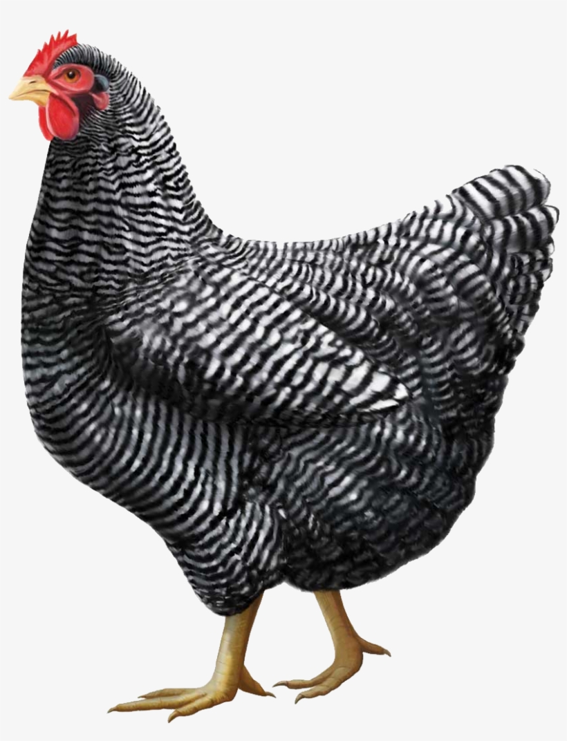 Gray Chicken Png Image Clip Art Library - Plymouth Rock Chicken, transparent png #341580