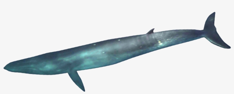 Whale Feces, transparent png #341731