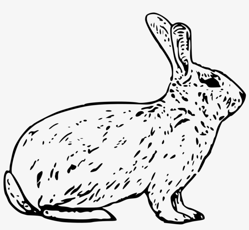 How To Set Use French Rabbit Clipart, transparent png #342882