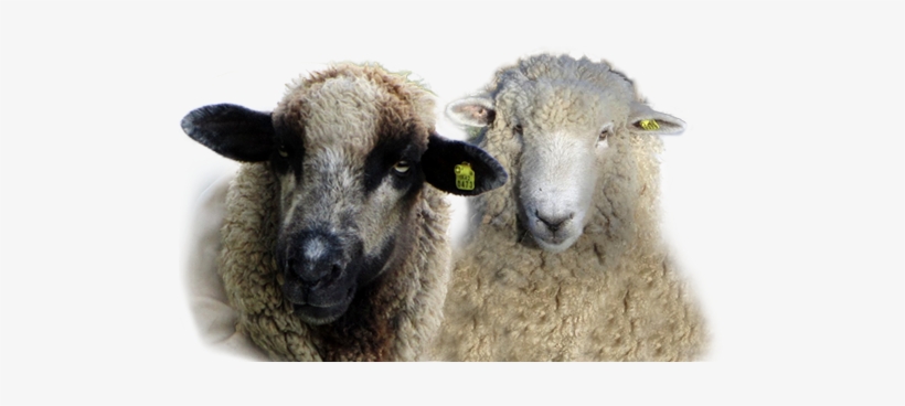 Sheep, transparent png #343062