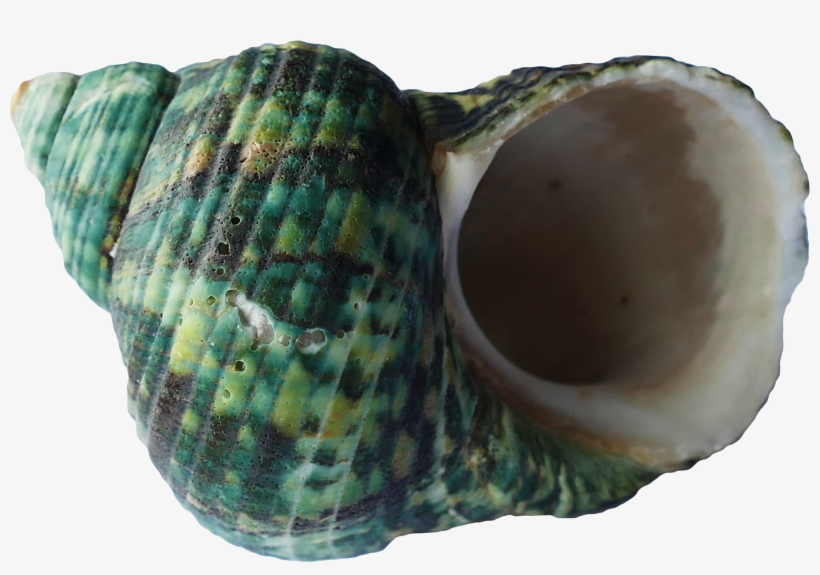 Sea Shell Ocean Beach Vacation 1325879 - Mollusc Shell, transparent png #343230