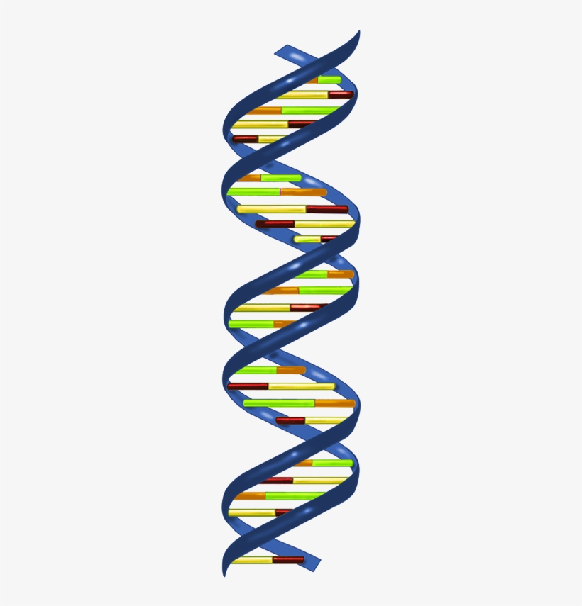 In Most Organisms, The Primary Genetic Material Is - Rna Polymerase Makes Mrna, transparent png #343264