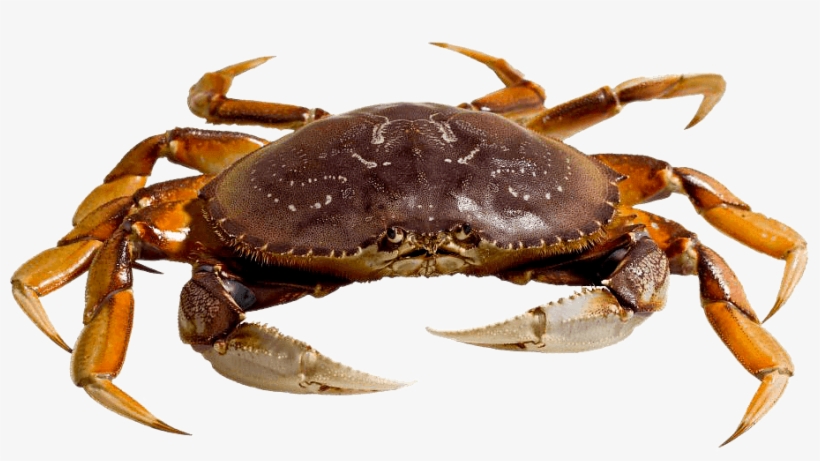 Dungeness Crab Png Clipart Free - Transparent Crab Png, transparent png #343479