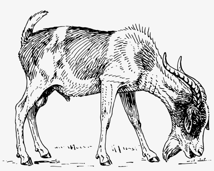 How To Set Use Goat Clipart, transparent png #343550