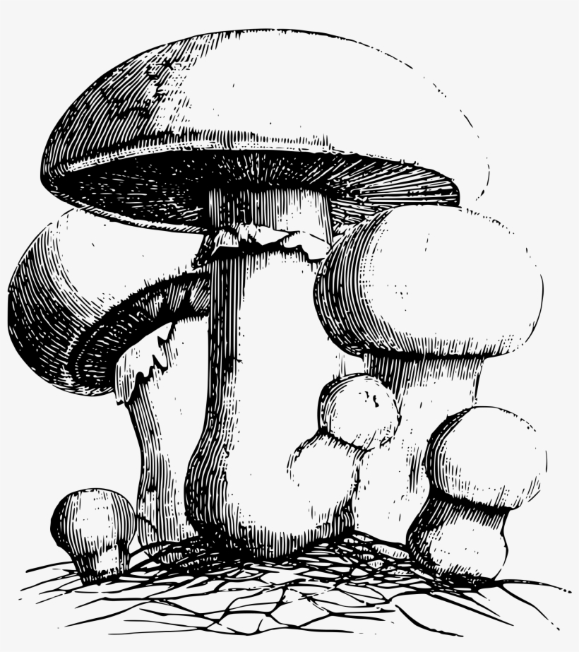 This Free Icons Png Design Of Common Meadow Mushroom, transparent png #343914