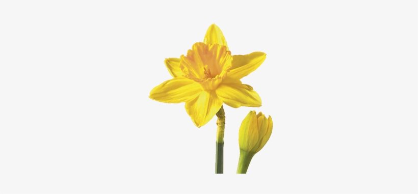 Narcissus Daffodil - Daffodil Flower, transparent png #344090