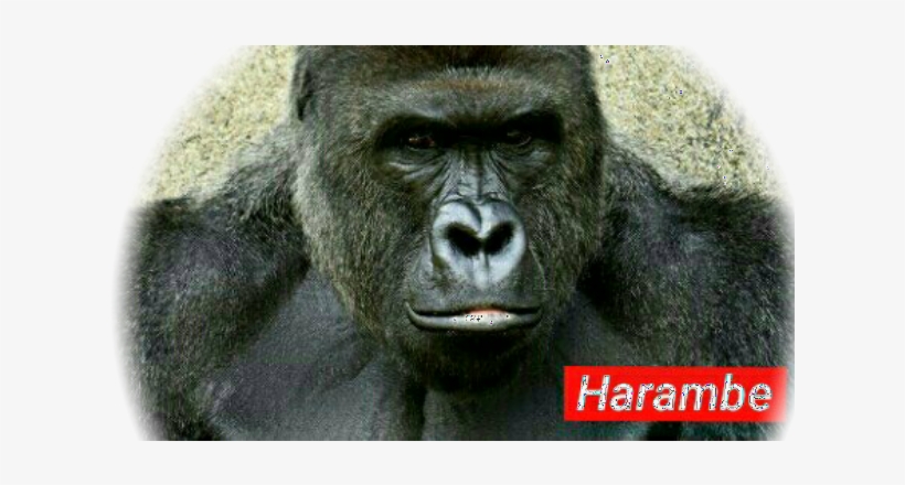 Model Image T Shirt - Harambe 2016, transparent png #344239