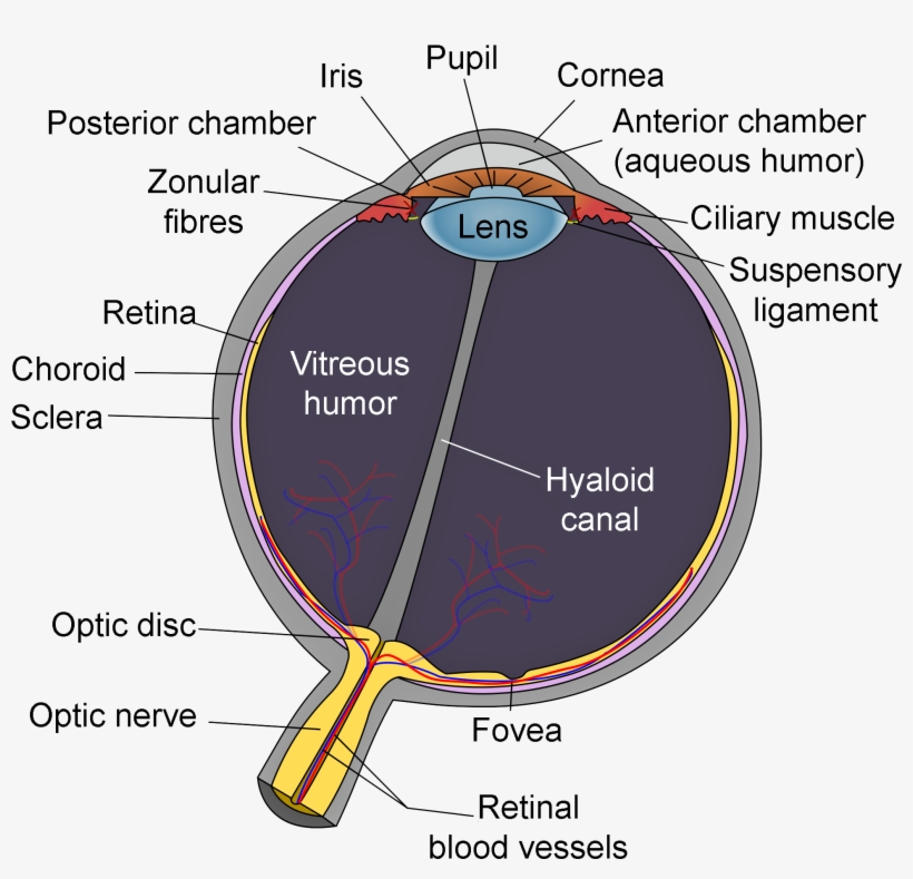 Schematic Diagram Of The Human Eye En-edit - Diagram Of The Eye, transparent png #344416