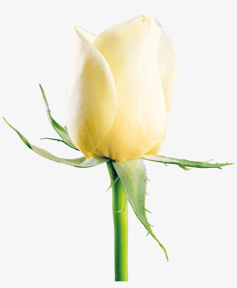 White Rose Png, transparent png #344545