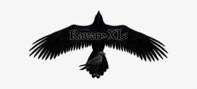 Raven - Transparent Background Raven Png, transparent png #345301