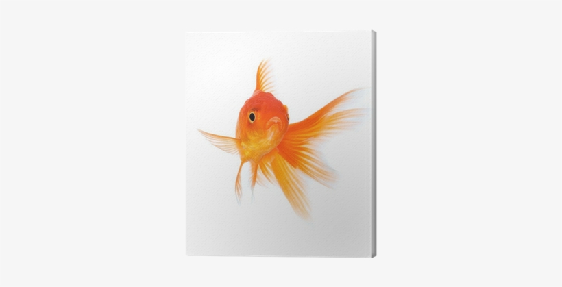 Goldfish, transparent png #345620